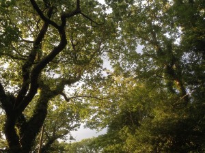 trees-highcliffe-dorset-ya